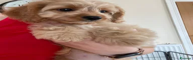 Cavapoo 1