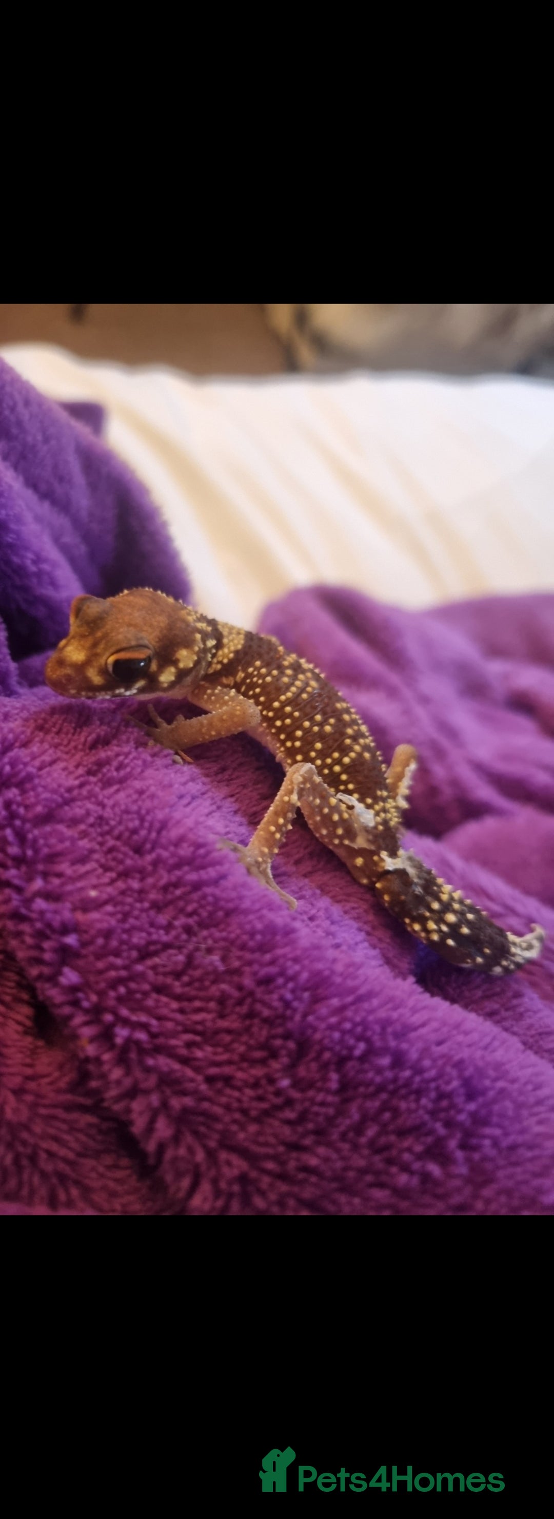 Gecko reptiles for sale: Little Bindee the barking gecko - Image 2