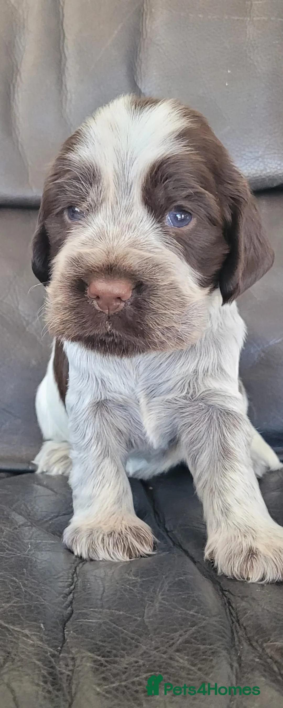 Cocker Spaniel dogs for stud: KC REG SHOW COCKER SPANIEL STUD in Gosport - Advert 16