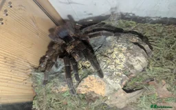 Tarantulas invertebrates for sale: Tarantula Collection - Image 5