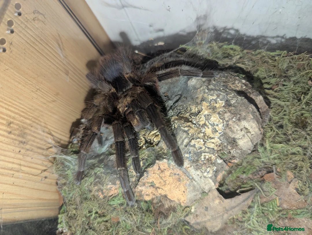 Tarantulas invertebrates for sale: Tarantula Collection - Image 5
