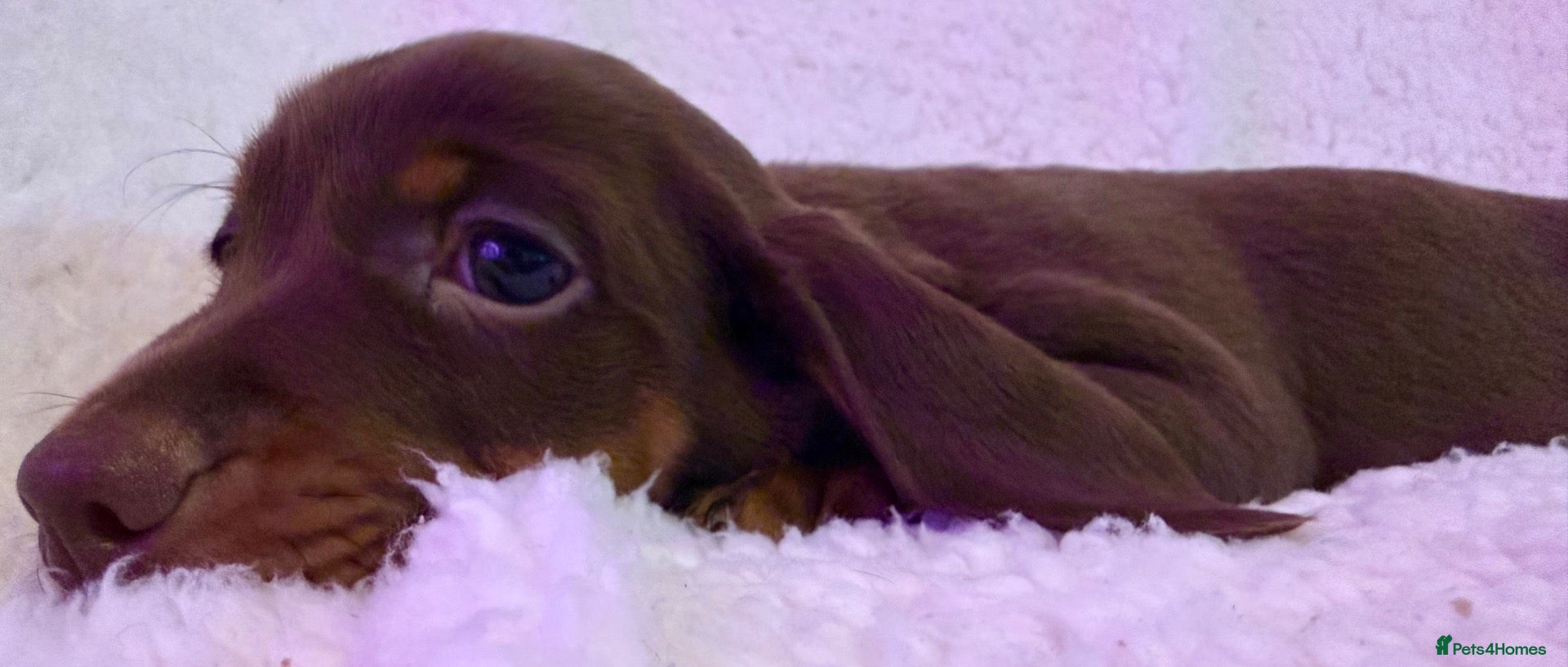 Miniature Dachshund dogs for sale: Miniature Dachshund Puppies  - Advert 9