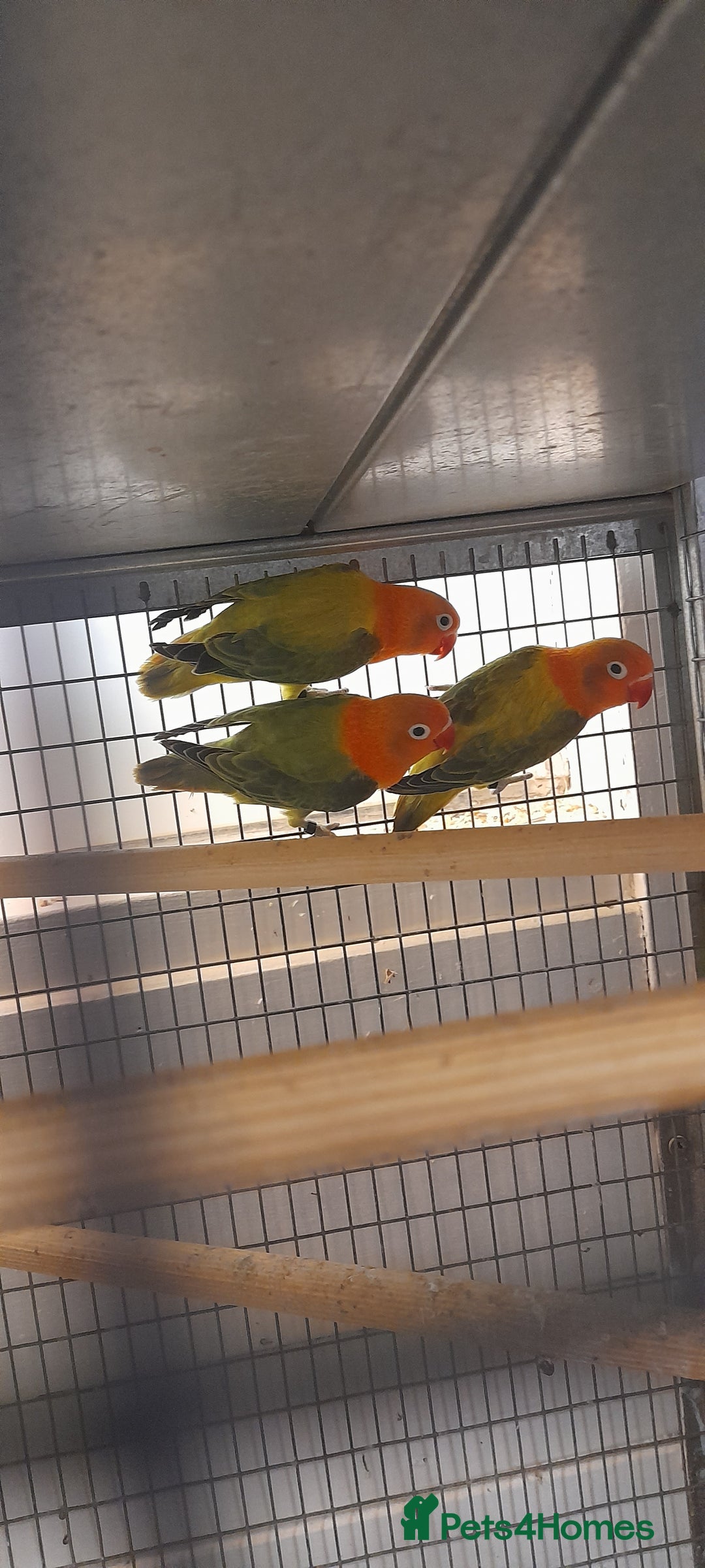 Lovebirds birds for sale: Fischer love birds - Image 1