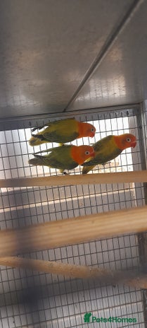 Lovebirds birds - Advert 17