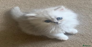 Persian cats - Advert 1