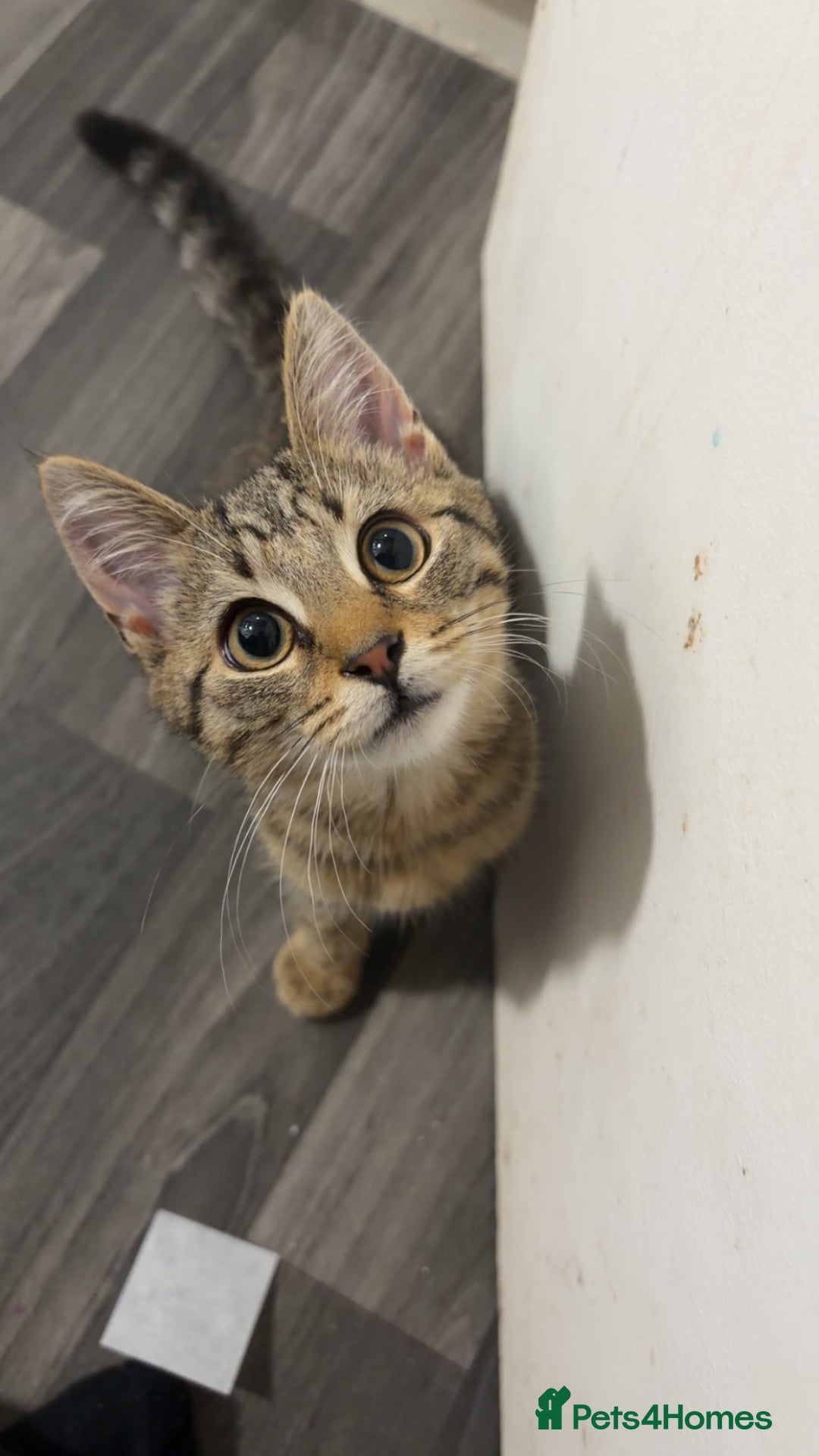 Domestic Shorthair cats for sale: 1 female cat (For Free) - Advert 2