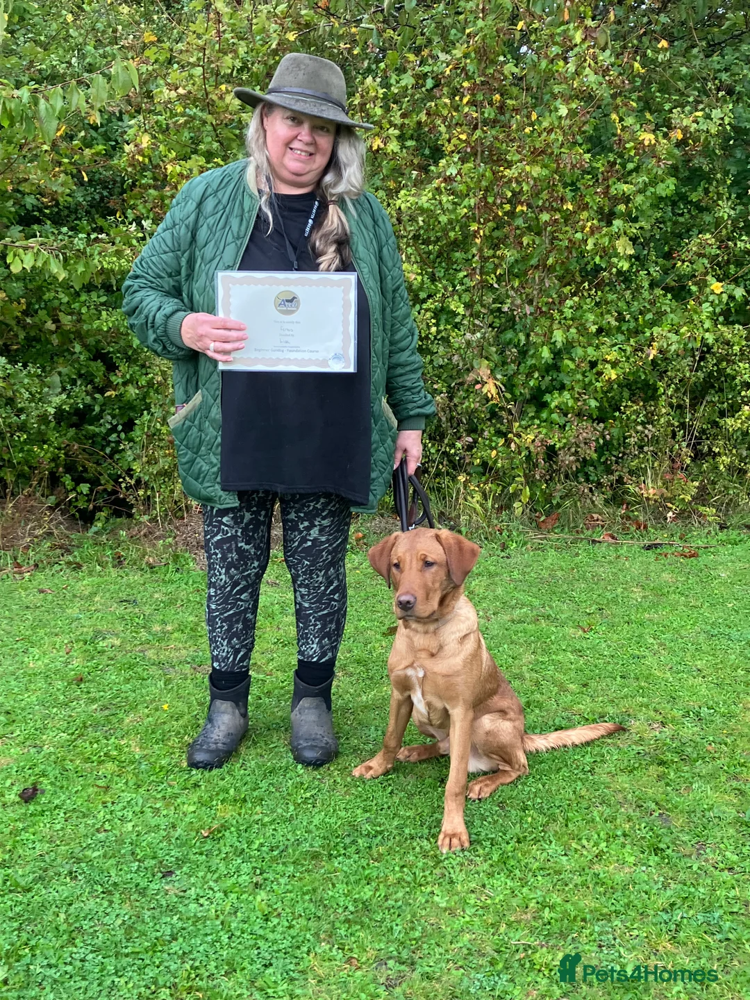 Labrador Retriever dogs for stud: Stunning KC dark Fox Red stud in Ware - Advert 3