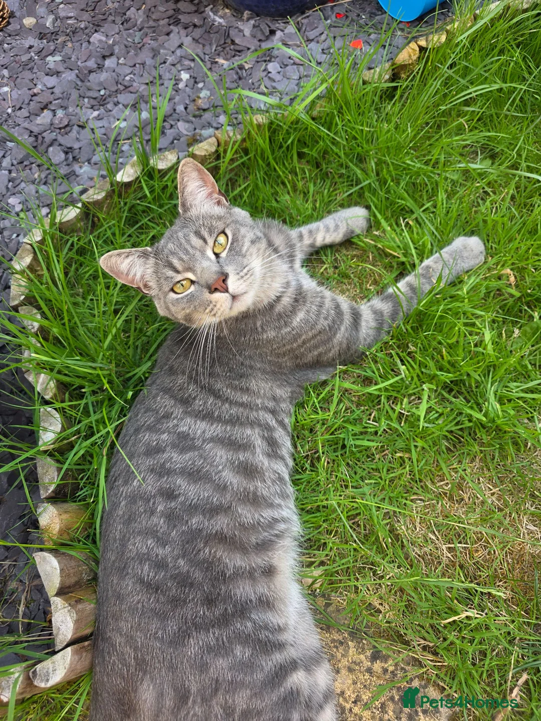 Scottish Fold cats for sale: *ONE LEFT, READY NOW* Pretty Scottish Fold girl  - Advert 9