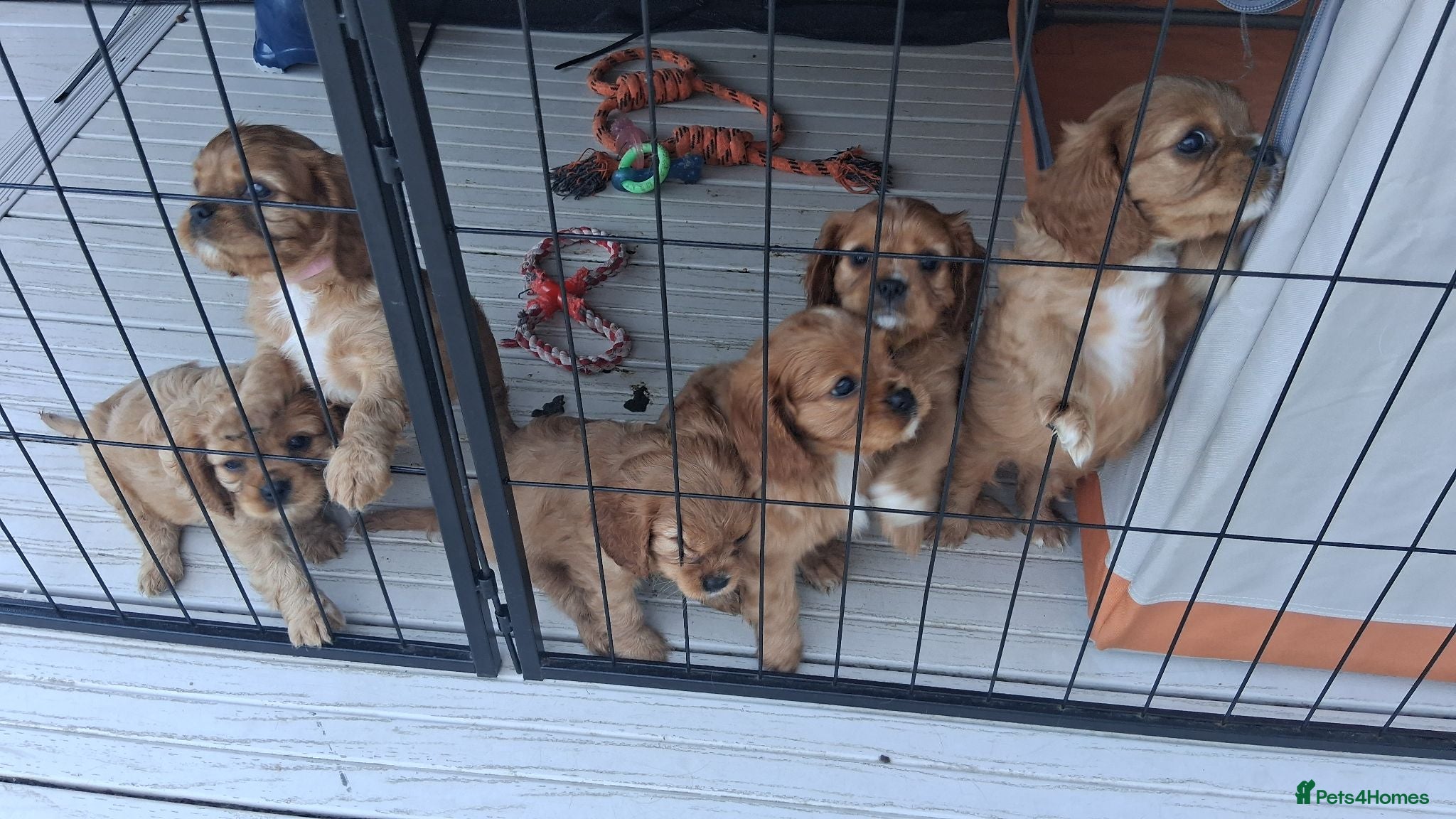Cavalier King Charles Spaniel dogs Ruby Cavalier King Charles Spaniel puppies £1,600 - Advert 2