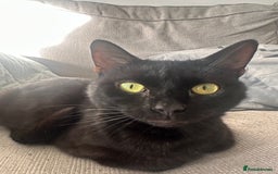 Bombay cats for sale: Bombay - Image 4