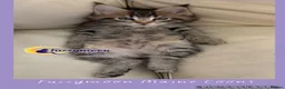 Maine Coon cats for sale: Gorgeous TICA Pedigree Maine Coon Kittens - Advert 9