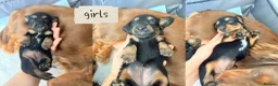 Miniature Dachshund dogs for sale: 🏆KC champion line Miniature Long Hair Dachshund - Advert 2