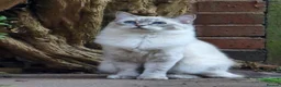 Ragdoll cats for sale: Adorable Ragdoll Kittens Looking For A New Home - Advert 16