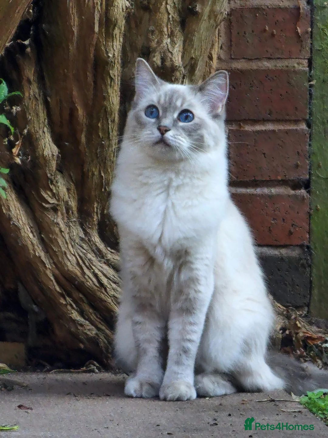 Ragdoll cats for sale: Adorable Ragdoll Kittens Looking For A New Home - Advert 16
