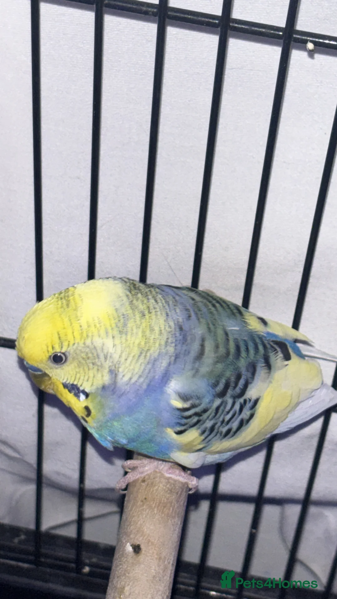 Budgerigars birds for sale: bonded budgie pair in Liverpool - Advert 2