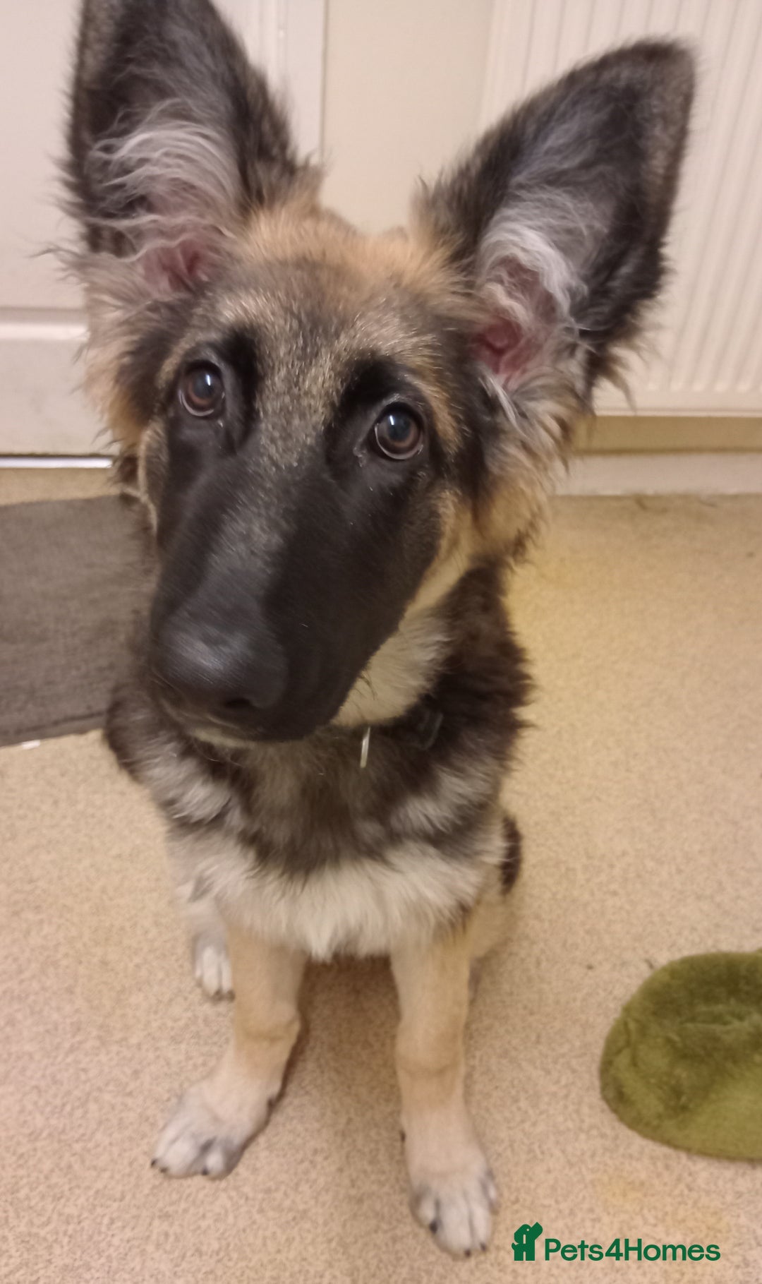 German Shepherd dogs for sale: German shepard puppy - Advert 2