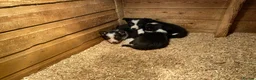 Border Collie dogs for sale: Border collie puppies - Advert 4