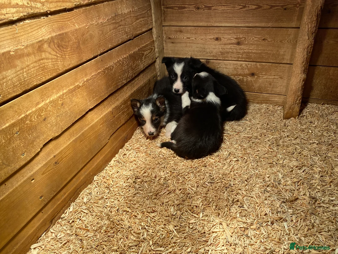 Border Collie dogs for sale: Border collie puppies - Advert 4