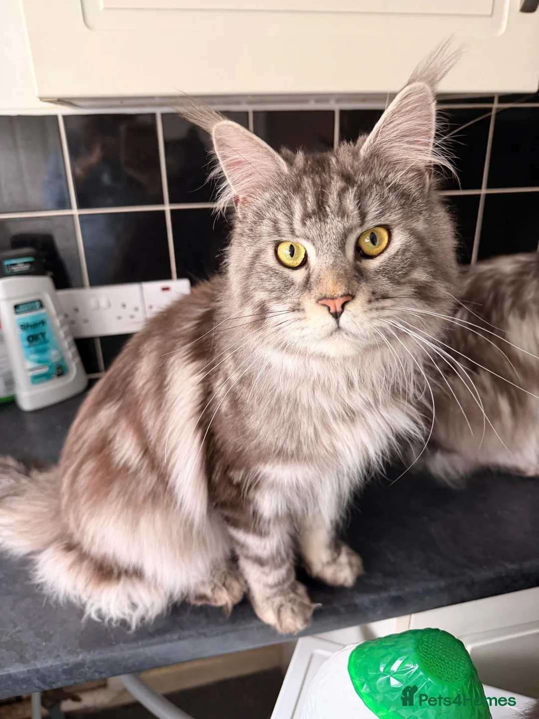 Maine Coon cats for sale: Male Maine Coone Silver Tabby - Advert 4