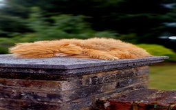 Persian cats for sale: Pure Persian golden kitten ( Persian ) in Isleworth - Image 19