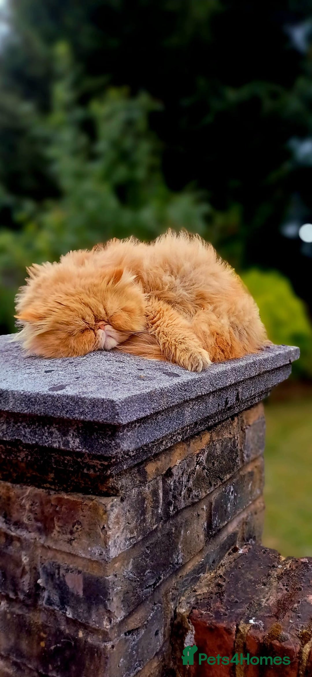 Persian cats for sale: Pure Persian golden kitten ( Persian ) in Isleworth - Image 19