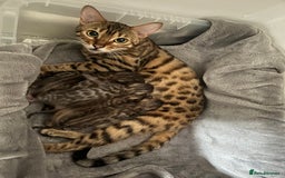 Bengal cats for sale: Beautiful Bengal kitten - Image 8