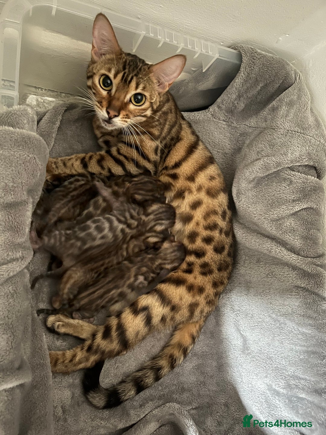 Bengal cats for sale: Beautiful Bengal kitten - Image 8