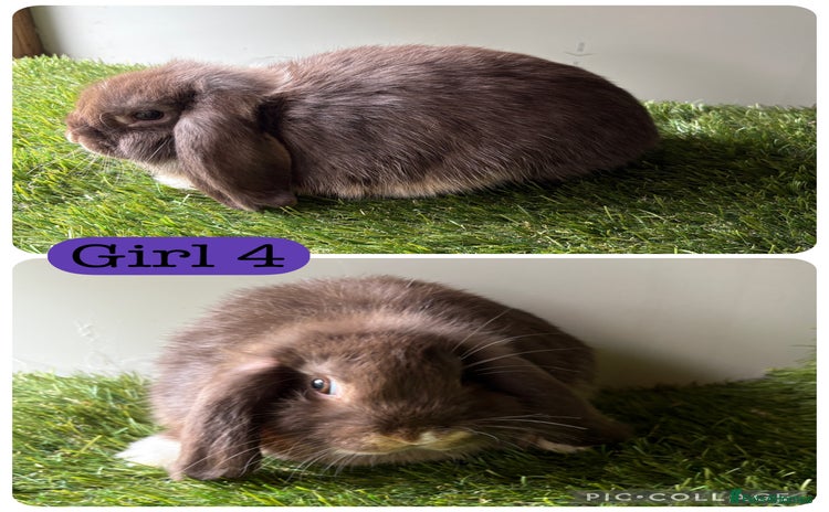 Mini Lop rabbits in Manchester - Advert 3