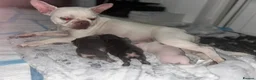 French Bulldog dogs for sale: Beautiful French Bulldog Puppies  in Welling - Advert 4