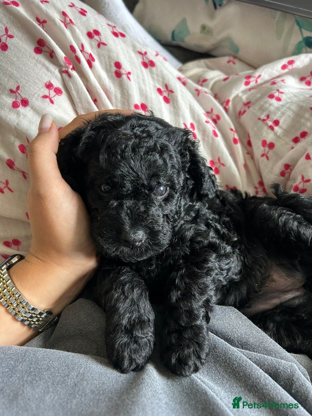 Cavapoochon dogs for sale: Cavapoochon  - Image 1