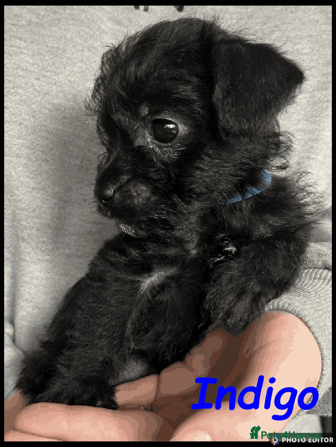 Jackapoo dogs for sale: Beautiful Jackapoos - Advert 1