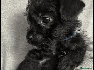 Jackapoo dogs Beautiful Jackapoos - Advert 1