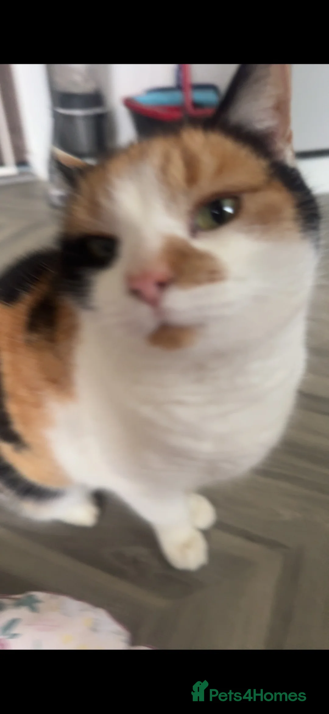 Domestic Shorthair cats for sale: maltida the cat in Basingstoke - Advert 2