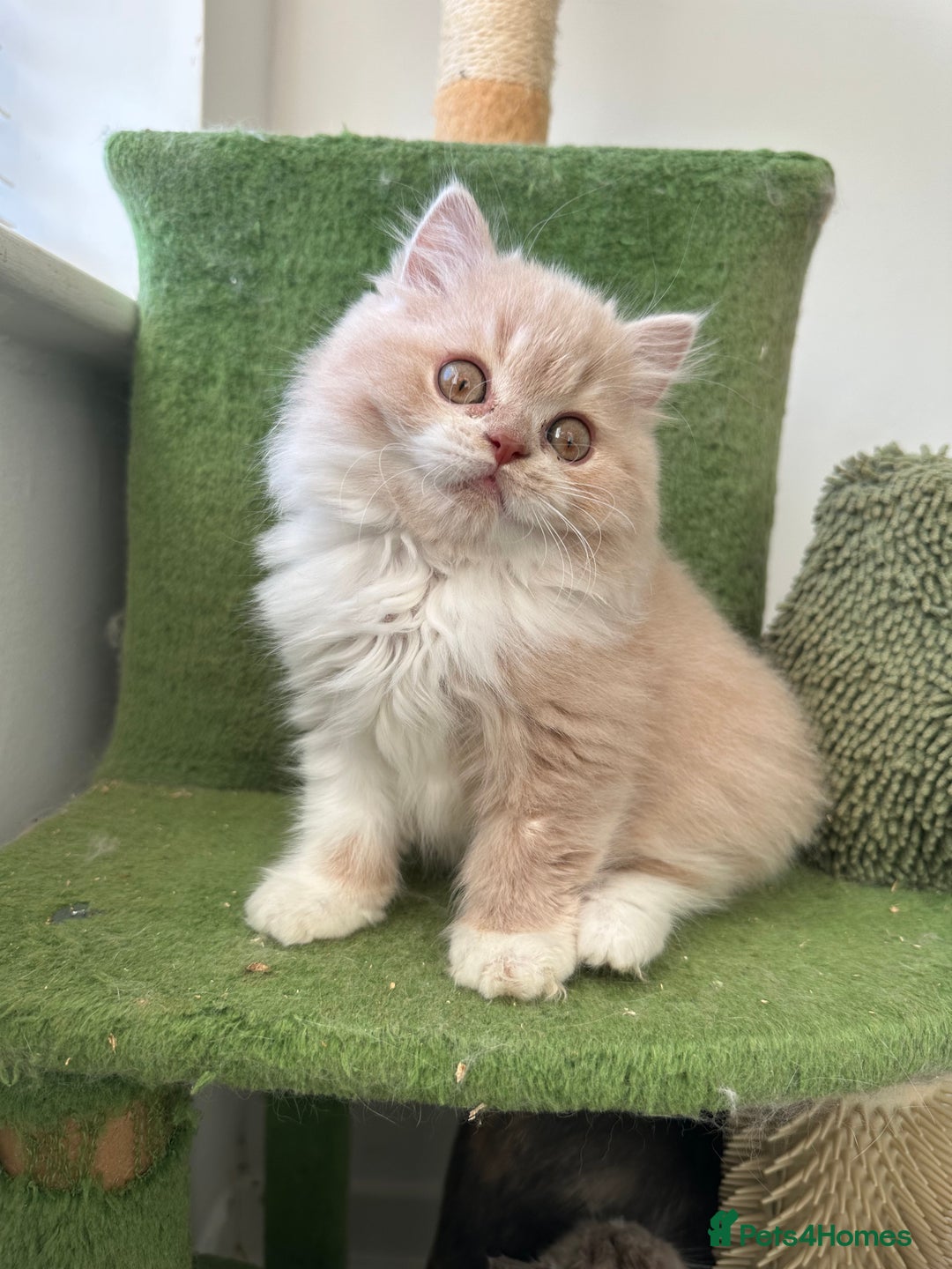 British Shorthair cats for sale:  🦁 Stunning BLH Lion Look alike READY NOW - Advert 10