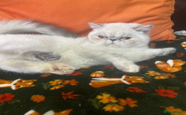 Exotic cats - Advert 2
