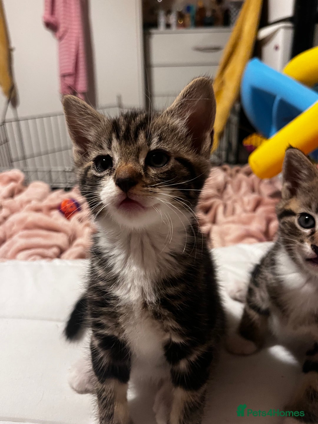 Domestic Shorthair cats for sale: tabby kittens for sale - Image 16