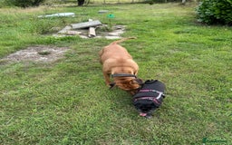 Rhodesian Ridgeback dogs for sale: Rocco and Roman  - Image 8