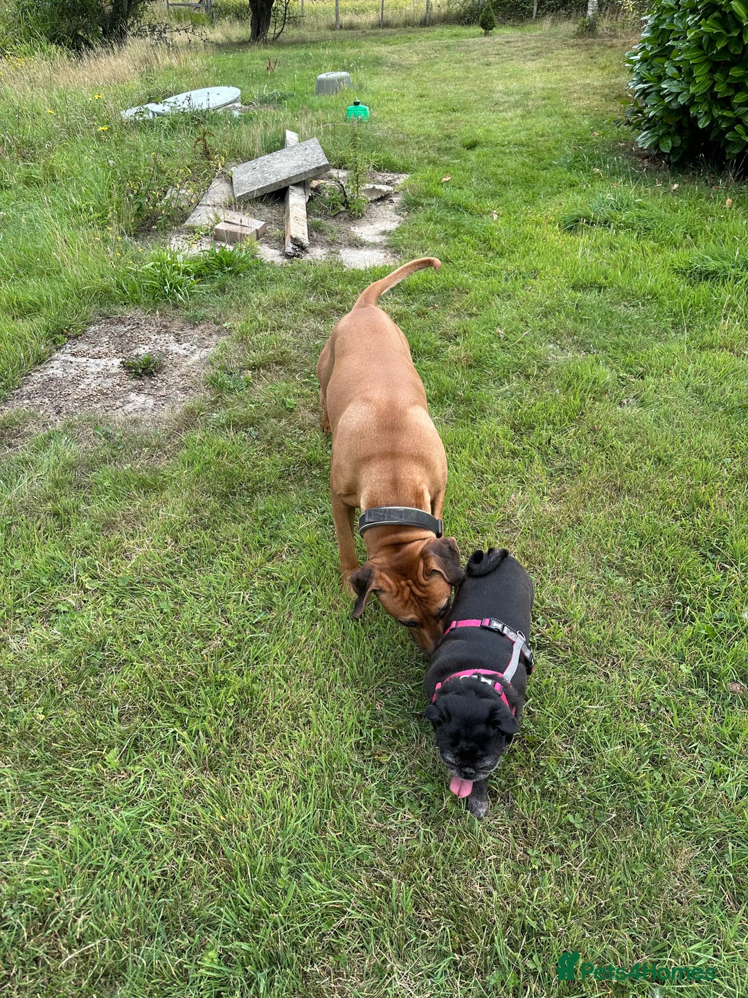 Rhodesian Ridgeback dogs for sale: Rocco and Roman  - Image 8