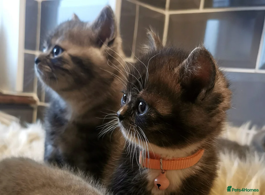 Mixed Breed cats for sale: ❤️Luxury Chinchilla Persian Scottish Fold Kittens - Advert 21