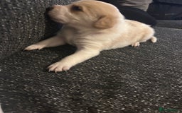 Cockerdor dogs for sale: Cockador puppies  - Advert 6