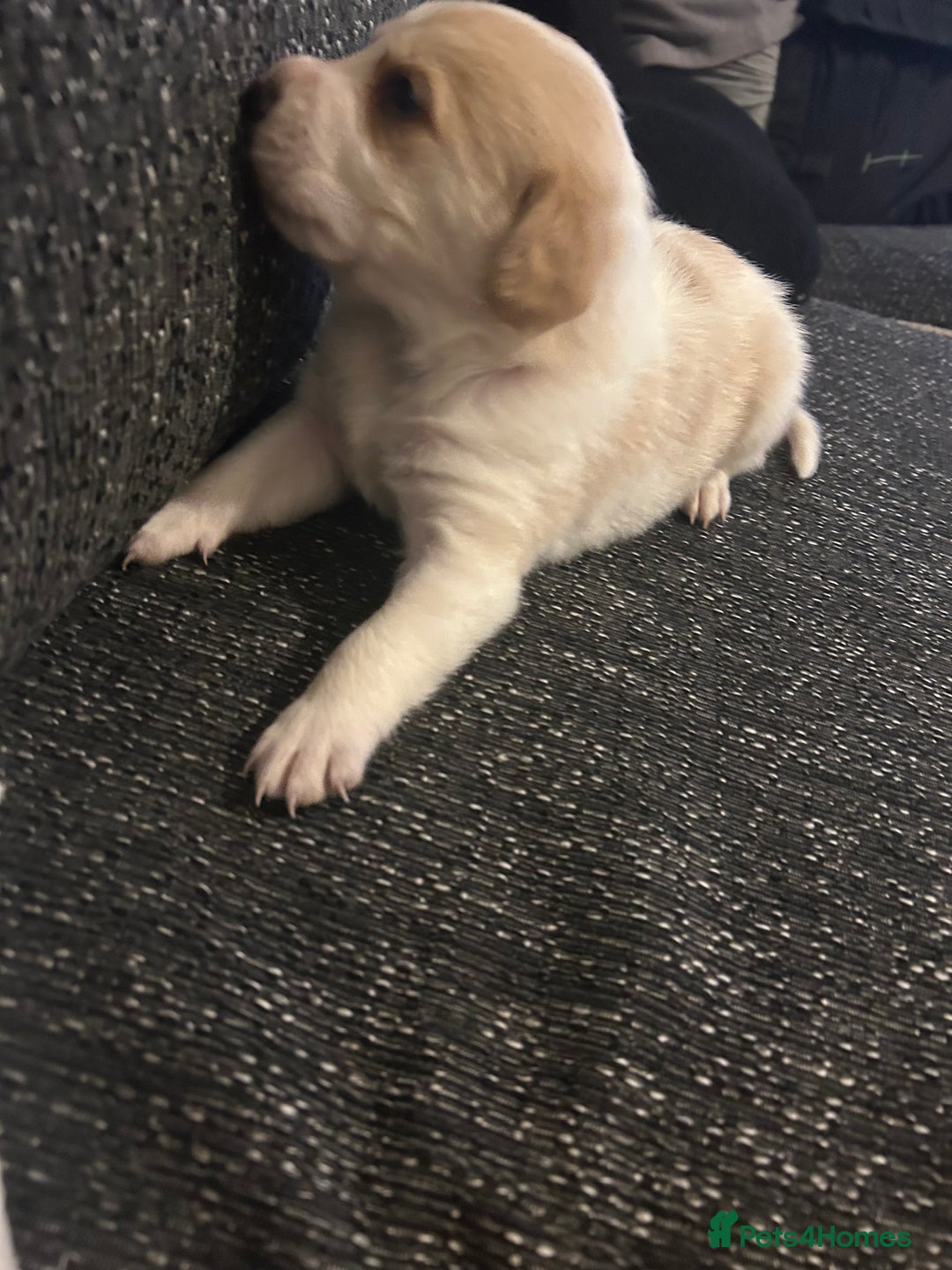 Cockerdor dogs for sale: Cockador puppies  - Advert 6