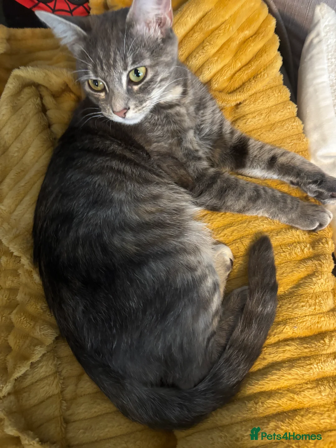 Ragdoll cats for sale: 4 bundles of Ragdoll x joy - Advert 10