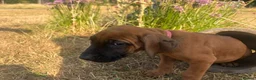 Rhodesian Ridgeback dogs for sale: Rhodesian Ridgebacks Ready to go - Advert 5