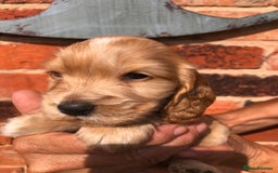 Cocker Spaniel dogs for sale: Pure beautiful show cocker spaniel puppies  - Image 11