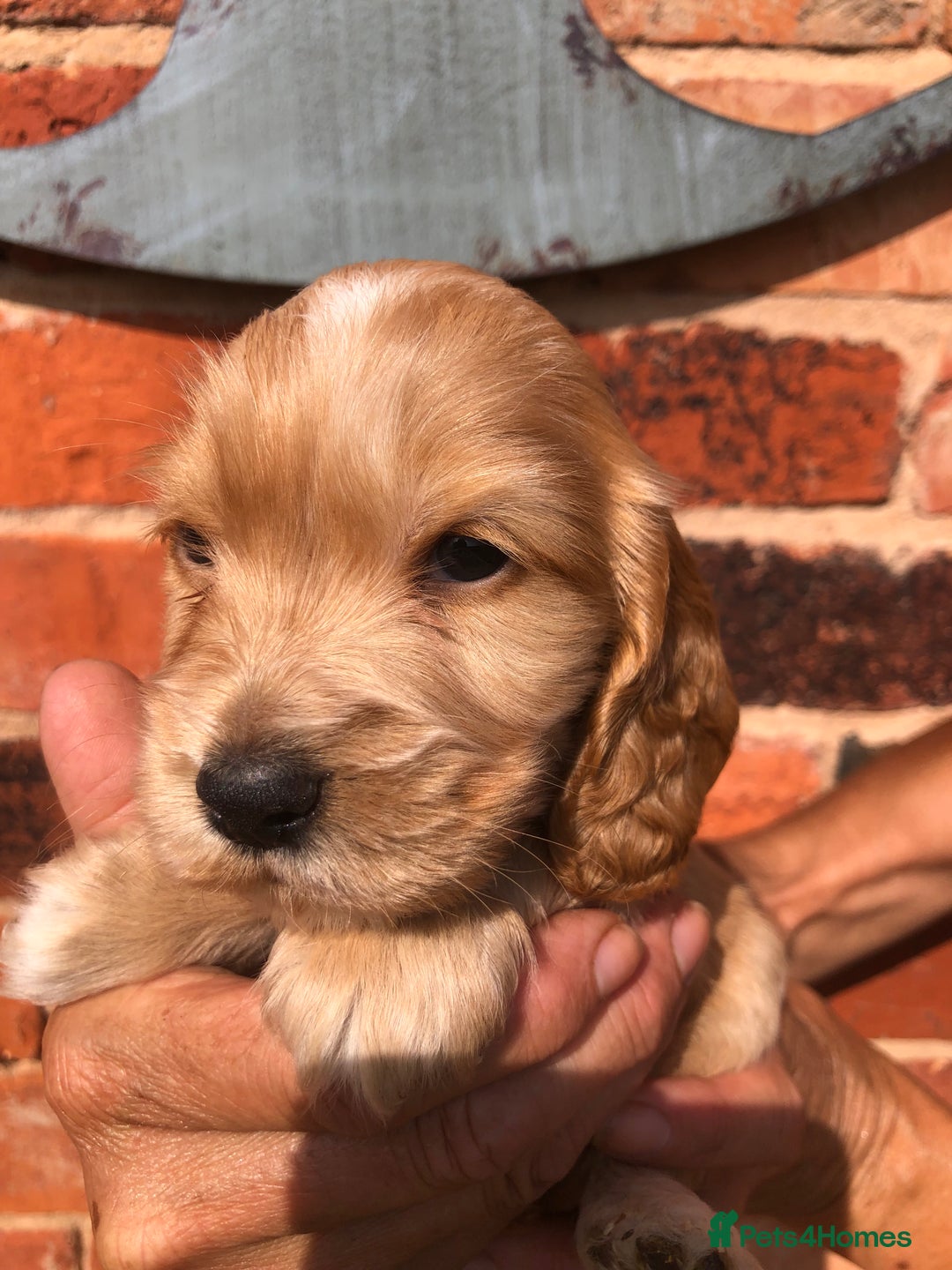 Cocker Spaniel dogs for sale: Pure beautiful show cocker spaniel puppies  - Image 11