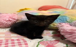Mixed Breed cats for sale: Kittens  - Image 2
