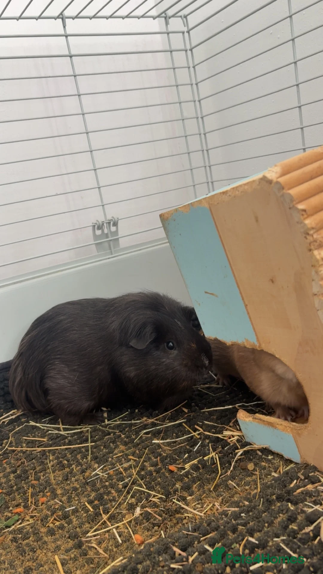 Mixed Breed rabbits for sale: 2 male guinea pigs  in Abertillery - Advert 2