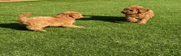 Cavapoo dogs for sale: ** REDUCED - READY NOW ** F1B Cavapoo Puppiess - Advert 16
