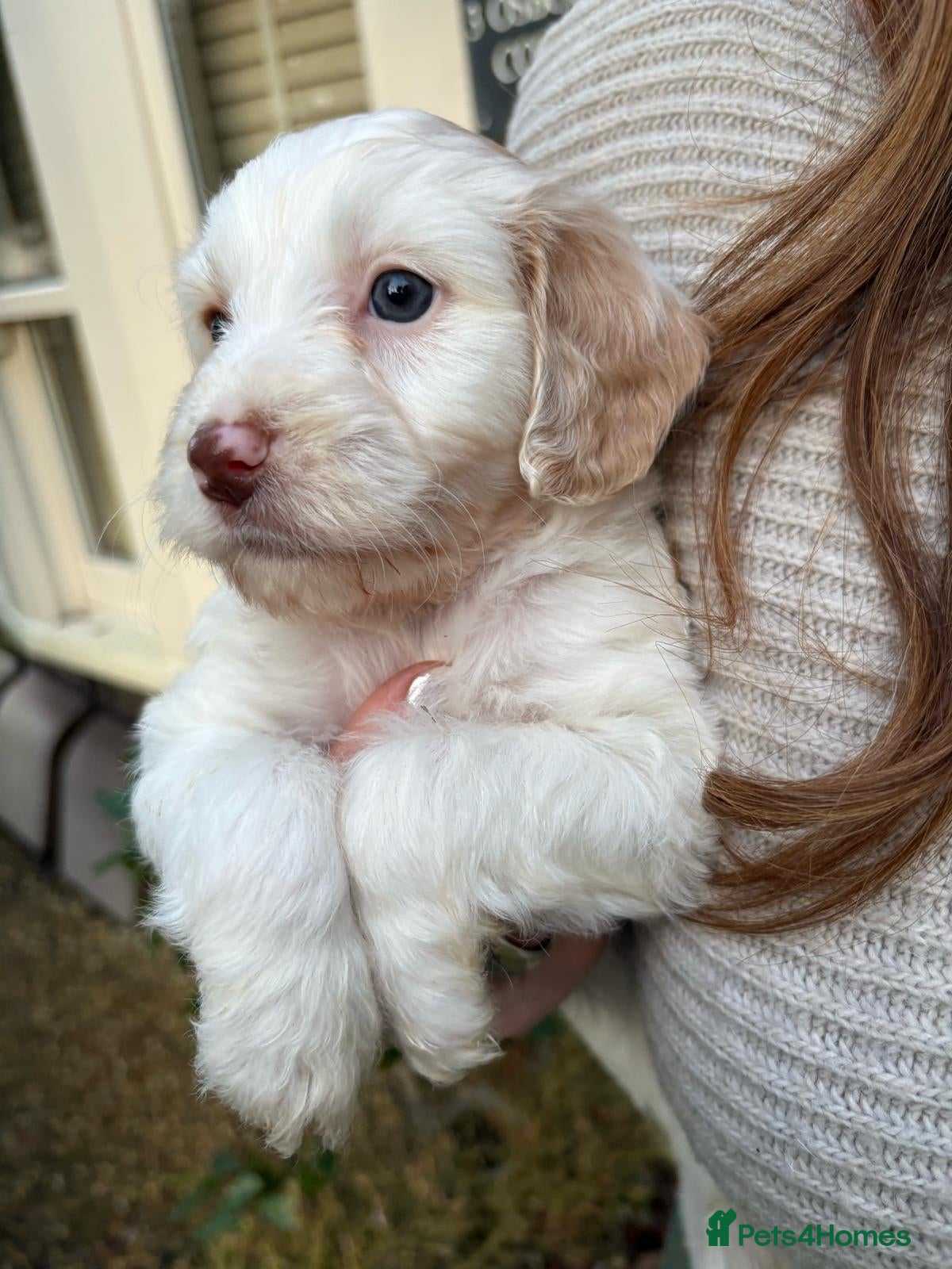 Cockapoo dogs 💛*COCKERPOO’S READY NOW in Cheshire*💛🏡 - Advert 11