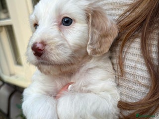 Cockapoo dogs 💛*COCKERPOO’S READY NOW in Cheshire*💛🏡 - Advert 11